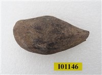 藏品(魚骨)的圖片